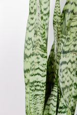 Close up of Snake-Plant-Zeylanica with green and silver stripes