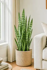 Snake-Plant-Zeylanica next to couch and bright window