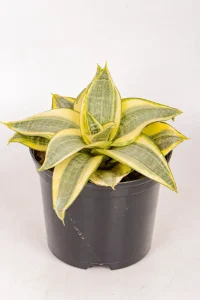 Snake Plant golden rose in black pot