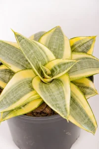 Side view of a snake plant golden rose with compact growth