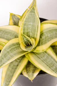 CLose up of a snake plant golden rose with rosette shape