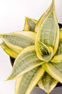 Macro shot of centre growth of Snake Plant golden rose