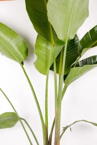 Close up of large multiple leaves of a Bird of Paradise