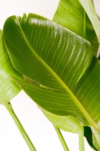 Close up of large leaf of a Bird of Paradise