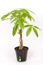 Money Tree Pachira with light at the bottom to indicate height