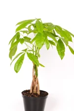 Top view of a Money Tree Pachira