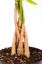 Braided trunks of a Money Tree Pachira