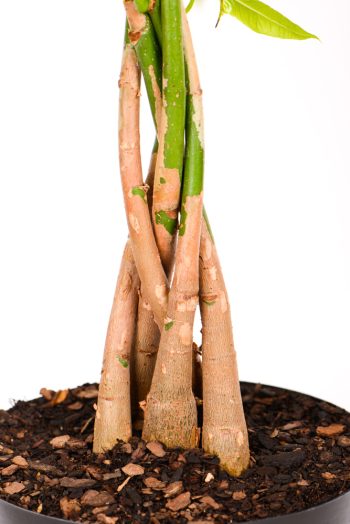 5 stem braid of a Money Tree Pachira