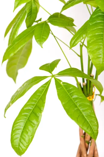 Side view of a Money Tree Pachira