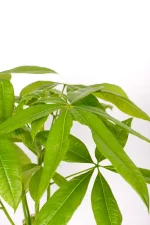 Close up of leaves of a Money Tree Pachira