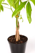 Middle view of a Money Tree Pachira