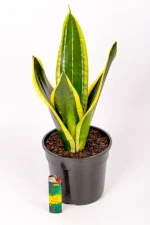 Snake Plant Black Gold Superba with light at bottom for size comparison.