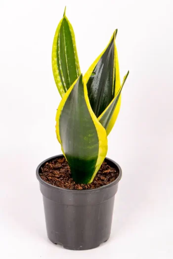 Side vewi of Snake Plant Black Gold Superba