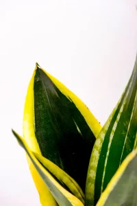 Snake Plant Black Gold Superba with thick yellow margins on deep green leaves