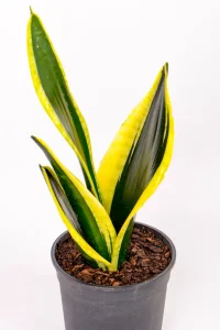 Multiple leaves of Snake Plant Black Gold Superba