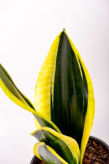 Close up nearl black leaves of Snake Plant Black Gold Superba in