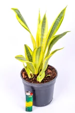 Snake Plant Water Leaf with light for size comparisonb