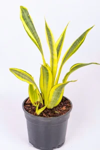 Full pic of a Snake Plant Water Leaf