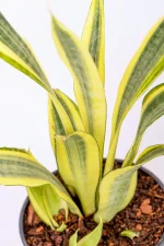 Full Snake Plant Water Leaf with multiple growth points