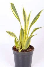 Snake Plant Water Leaf with upright bright yellow foliage