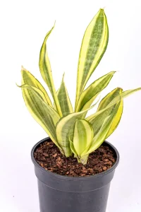 Close up of Snake Plant Water Leaf
