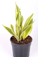 Full snake plant water leaf in black pot