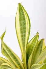 Close up of Snake Plant Water Leaf with wide yellow banding