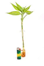 Variegated Lucky Bamboo in a test tube of water