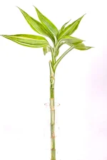 Full variegated stem of a Variegated Lucky Bamboo