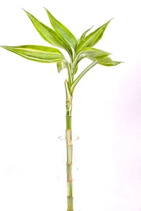 Full variegated stem of a Variegated Lucky Bamboo