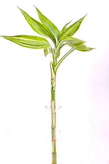Full variegated stem of a Variegated Lucky Bamboo
