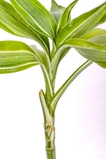 Multiple new gorw on a Variegated Lucky Bamboo