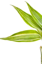Macro shot of a variegated leaf of a Variegated Lucky Bamboo