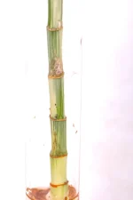 CLose up of the stem of a Variegated Lucky Bamboo