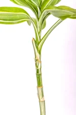 Sprouted Variegated Lucky Bamboo