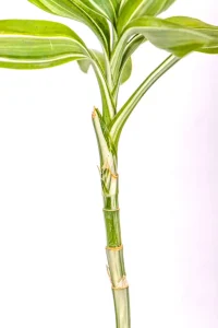 Sprouted Variegated Lucky Bamboo