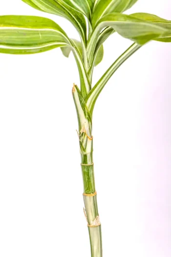 Sprouted Variegated Lucky Bamboo