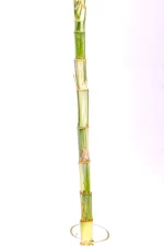 Middle stem of a Variegated Lucky Bamboo showing consistent variegation