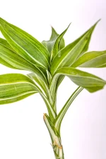 Full top growth with variegated leaves of a Variegated Lucky Bamboo
