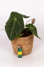 Full sized leaf of an Anthurium Forgettii