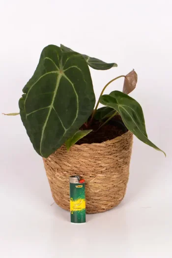 Full sized leaf of an Anthurium Forgettii