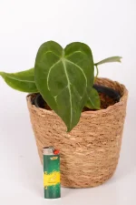 Anthurium Forgettii in grass basket with lighter for size.