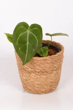 Anthurium Forgettii with multiple leave in grass basket