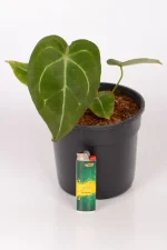 Anthurium Forgettii in black pot