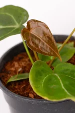 New leaf on an Anthurium Forgettii