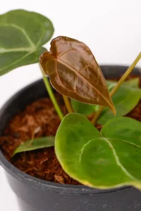 New leaf on an Anthurium Forgettii