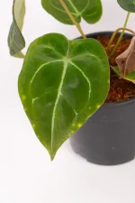 Close up of deep green leaf of an Anthurium Forgettii