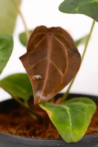 New deep maroon leaf of an Anthurium Forgettii