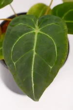 Close up mature leaf of an Anthurium Forgettii