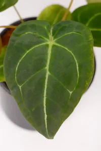 Close up mature leaf of an Anthurium Forgettii